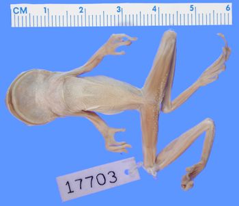 Media type: image; Herpetology A-17703